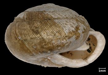 Media type: image;   Malacology 94130 Aspect: apertural